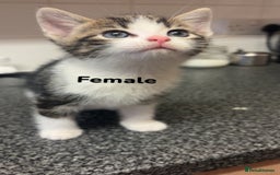 Bengal cats for sale: Kittens for sale  - Image 1