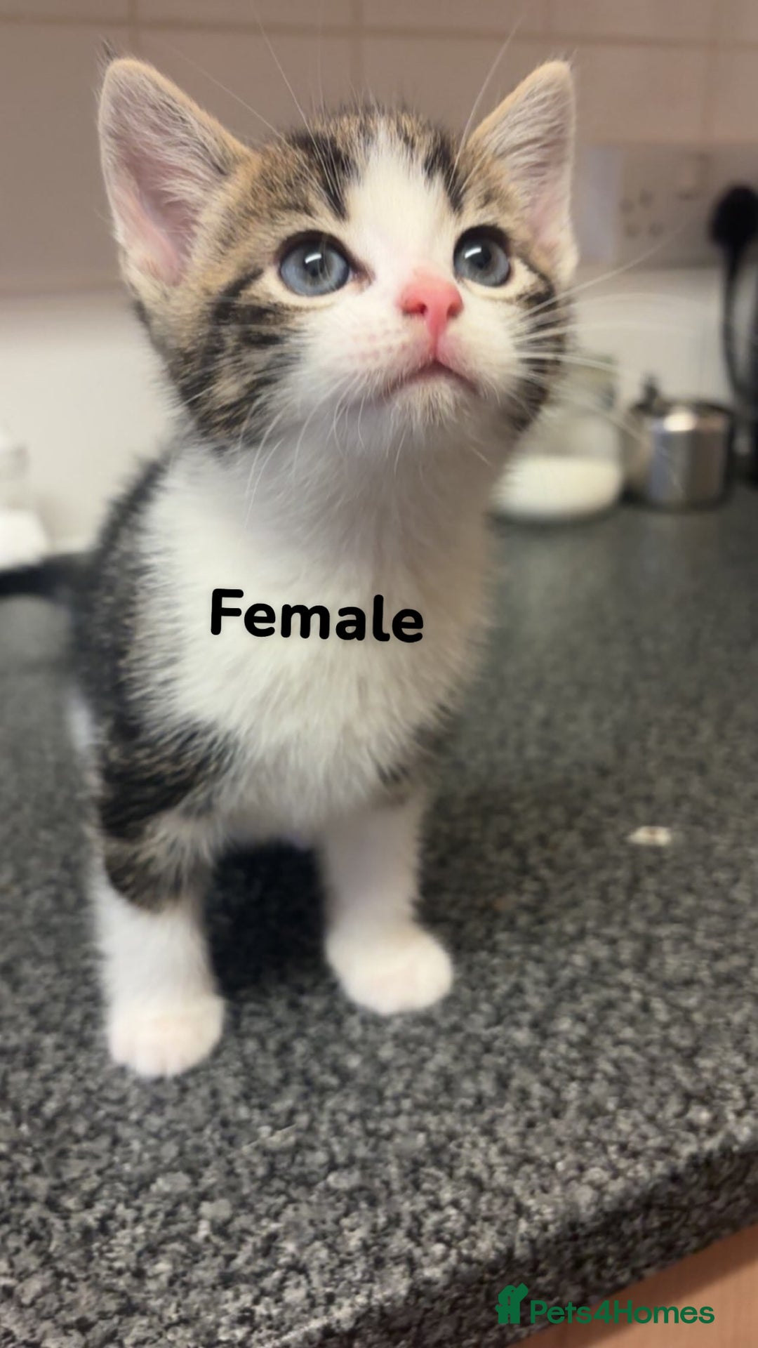 Bengal cats for sale: Kittens for sale  - Image 1