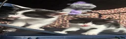 Mixed Breed cats for sale: Kittens - Advert 11