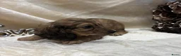 Miniature Dachshund dogs for sale: Stunning KC Long Haired Miniature Dachshund 🐶🐶 - Advert 17