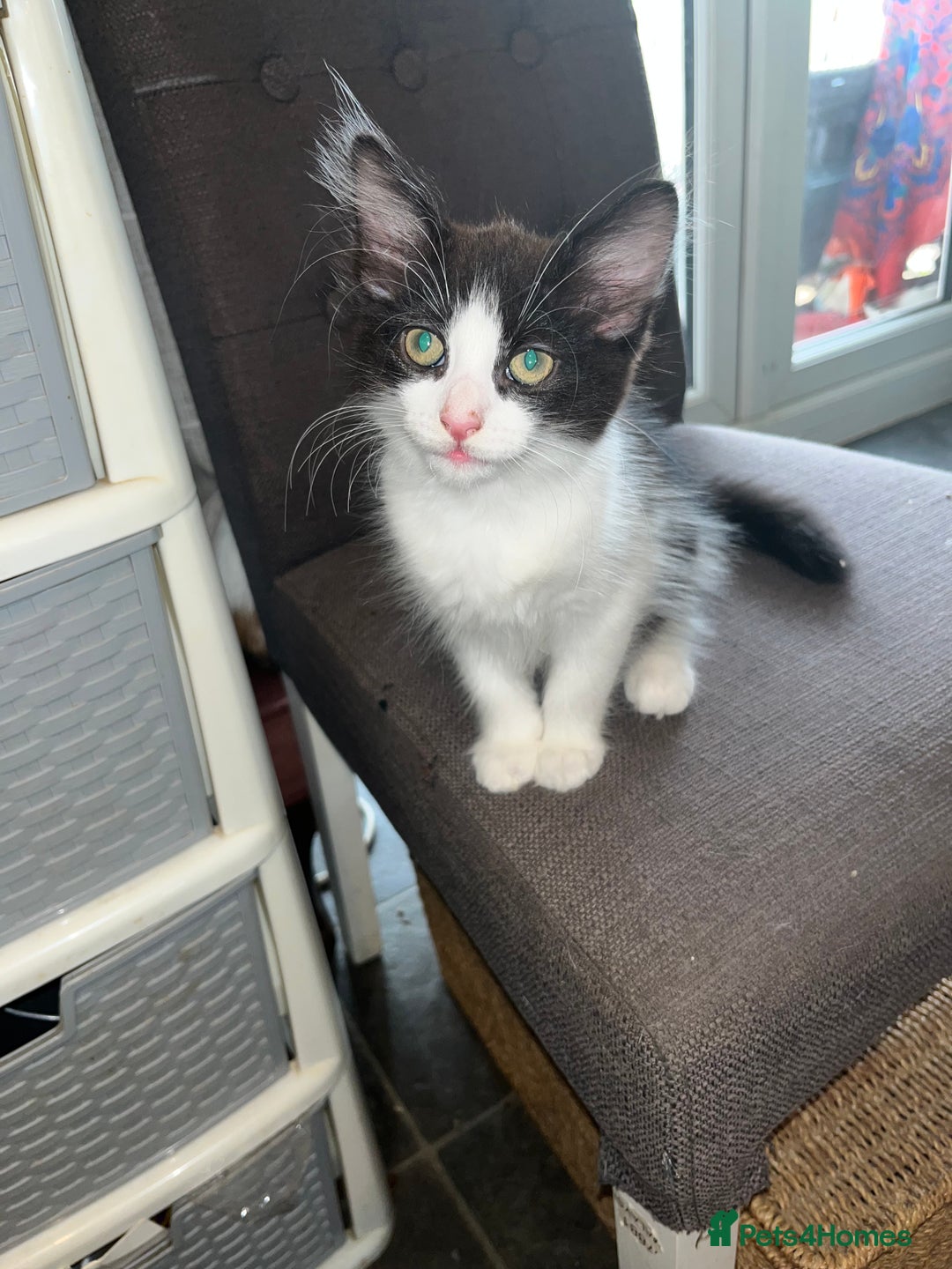 Turkish Van cats for sale: Beautiful Turkish van boy  - Image 1