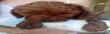 Cavapoo 2