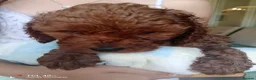 Cavapoo dogs for sale: Stunning little fix red  boy  - Advert 9