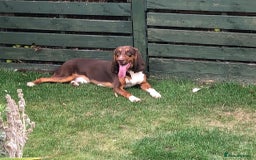 Mixed Breed dogs for adoption: Nacho - goofy Sabueso Hound for adoption - Image 6