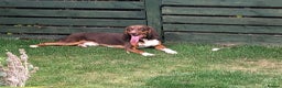 Mixed Breed dogs for adoption: Nacho - goofy Sabueso Hound for adoption - Advert 6