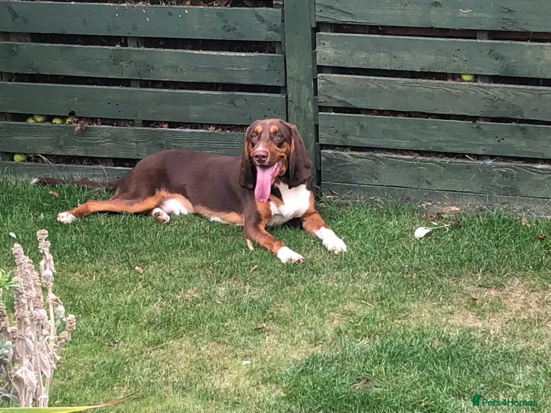 Mixed Breed dogs for adoption: Nacho - goofy Sabueso Hound for adoption - Advert 6