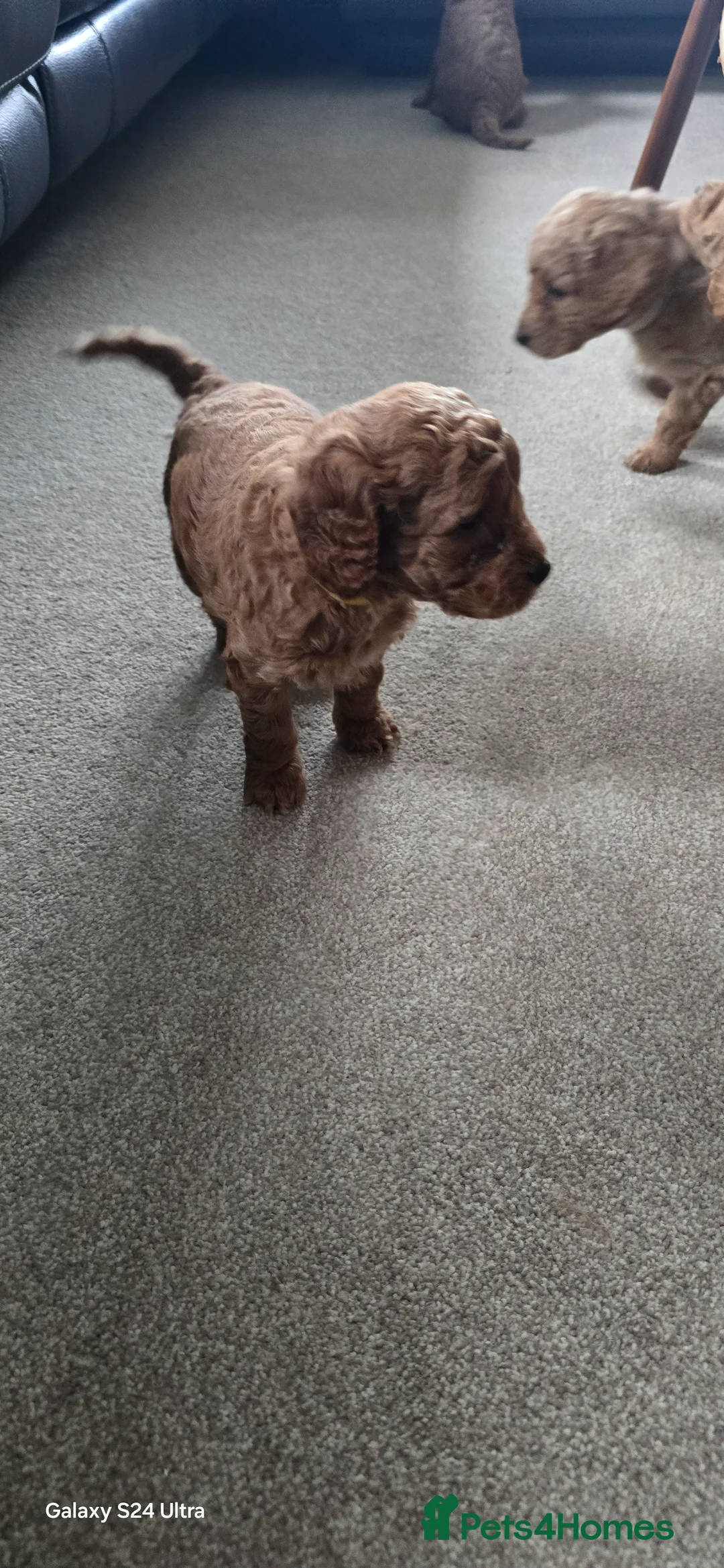 Mixed Breed dogs for sale: Stunning Irish Cockapoodledo's........ - Advert 35