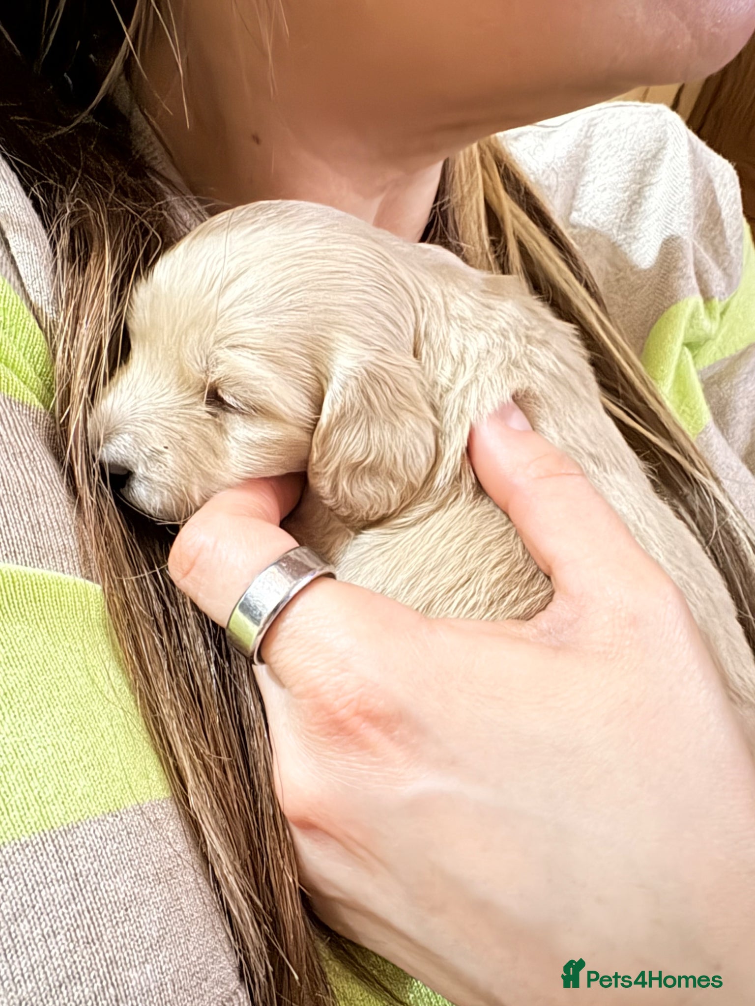 Miniature Dachshund dogs 3 delicious long hair miniature dachshund  - Advert 4