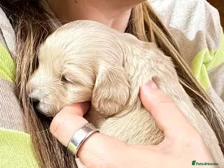 Miniature Dachshund dogs 3 delicious long hair miniature dachshund - Advert 4