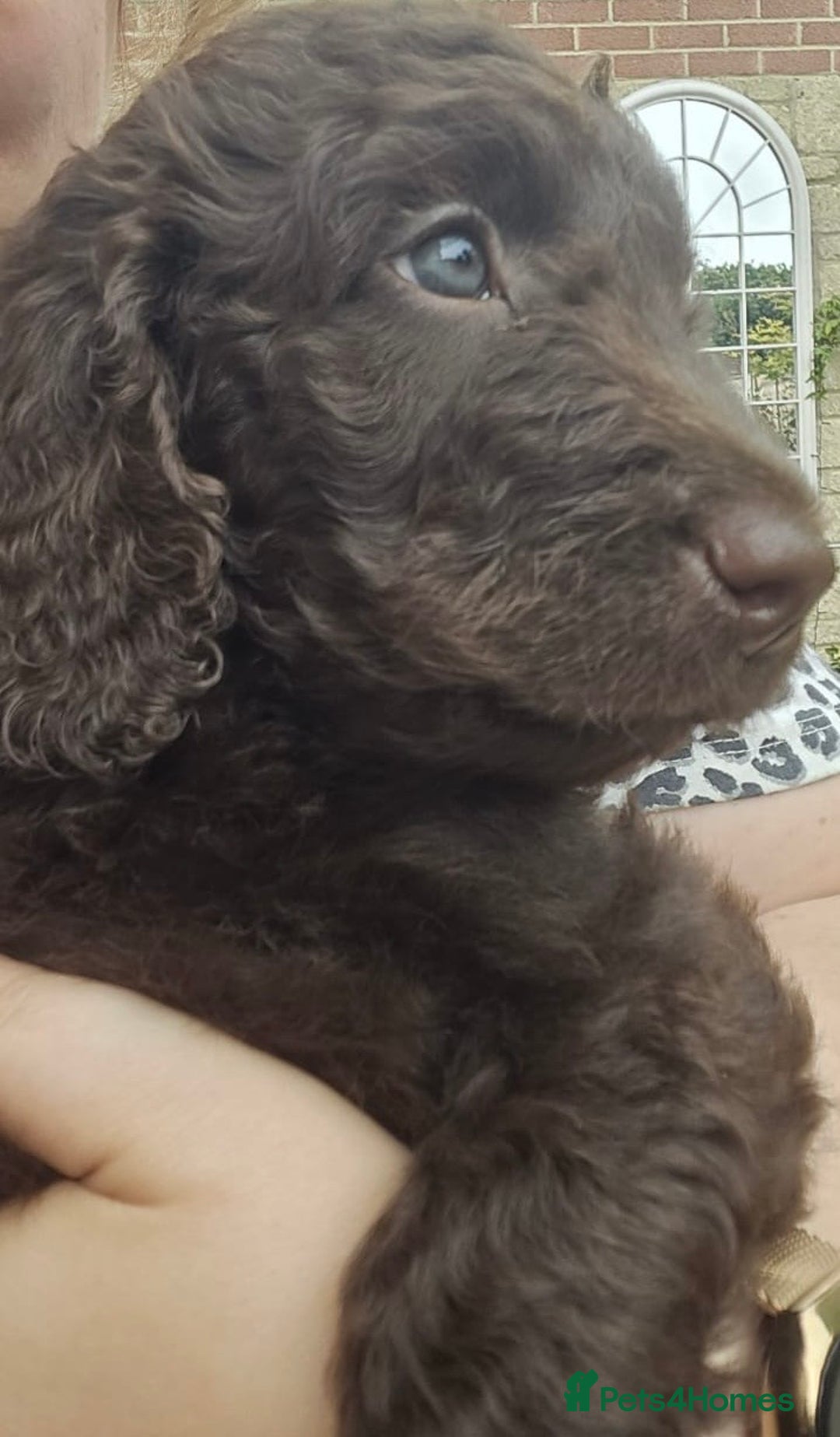 Labradoodle dogs for sale: Gorgeous Chocolate Baby Mini Labradoodle puppy  - Image 1