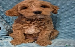 Cockapoo dogs for sale: Gorgeous cockapoo puppies. - Image 13