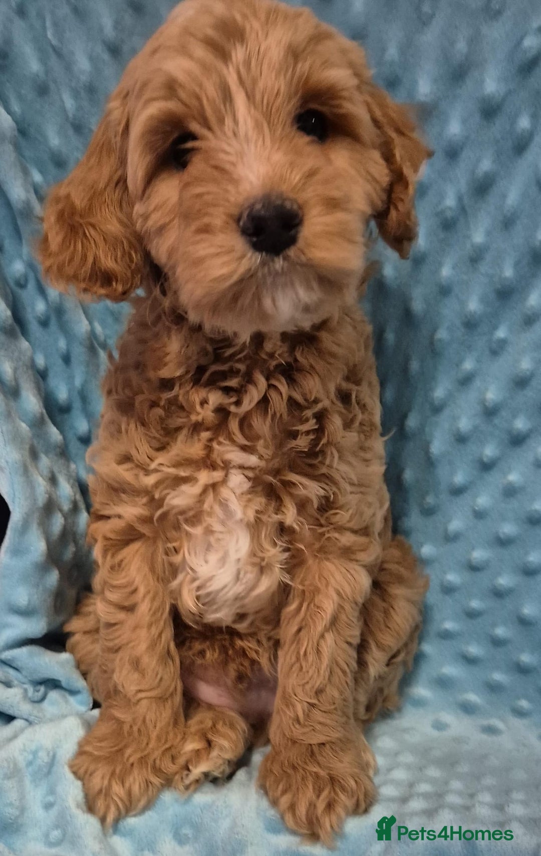 Cockapoo dogs for sale: Gorgeous cockapoo puppies. - Image 13