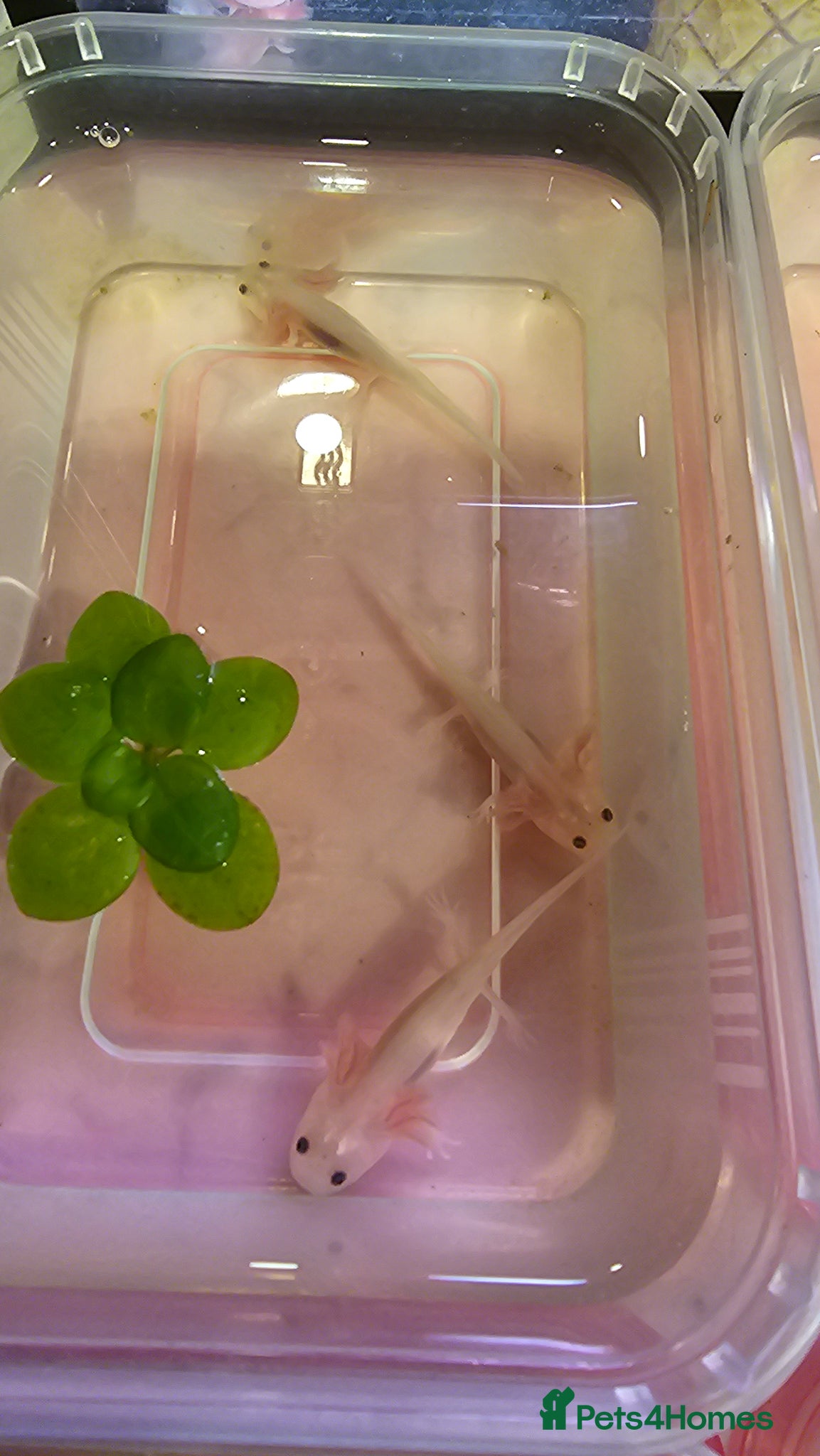 Other/Mixed Breed fish Axolotles - Advert 3