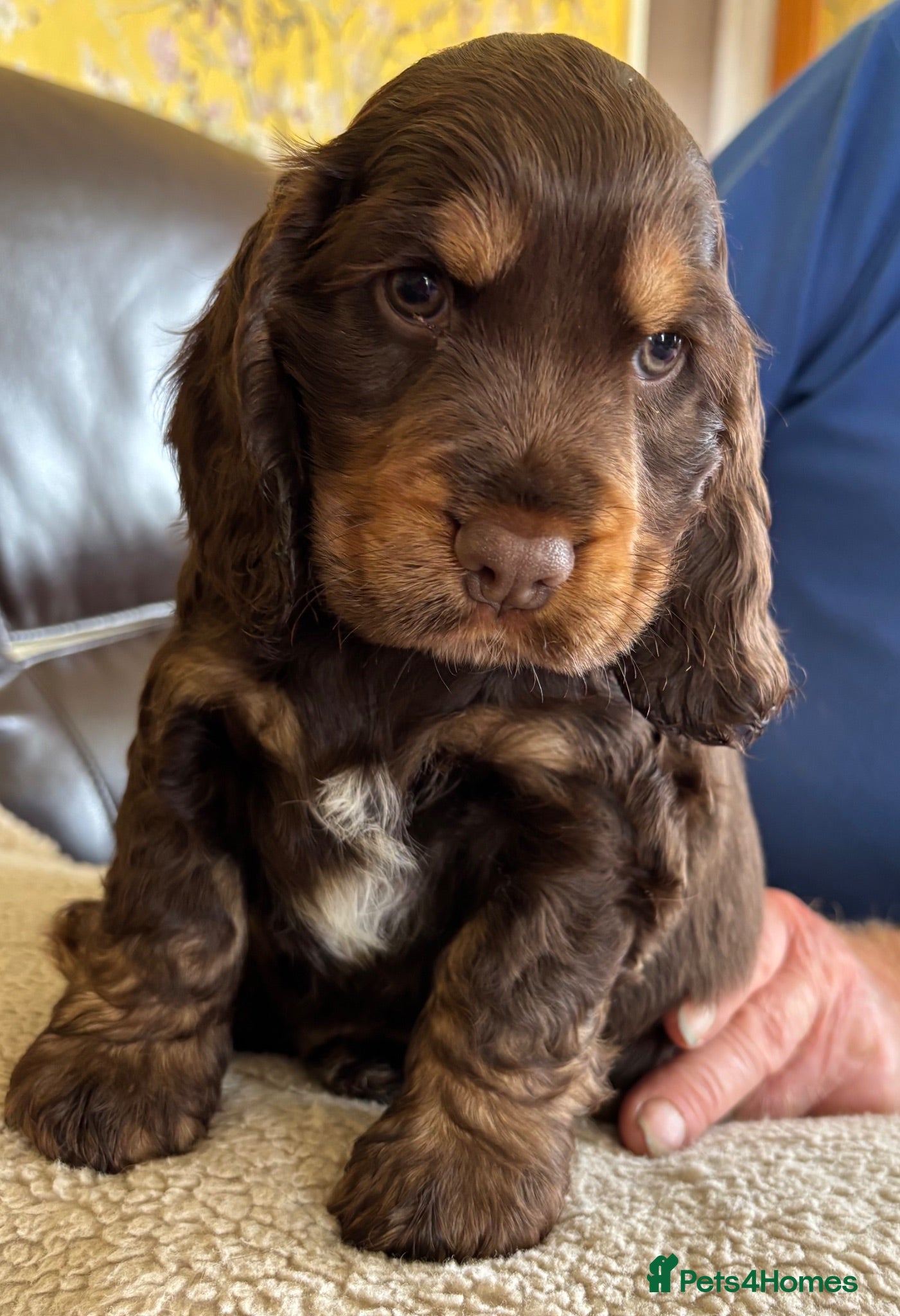 Cocker Spaniel dogs Stunning Litter of Show Cocker Spaniel Puppies - Advert 16