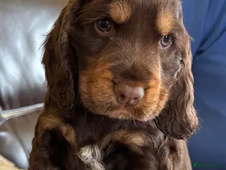 Cocker Spaniel dogs Stunning Litter of Show Cocker Spaniel Puppies - Advert 15