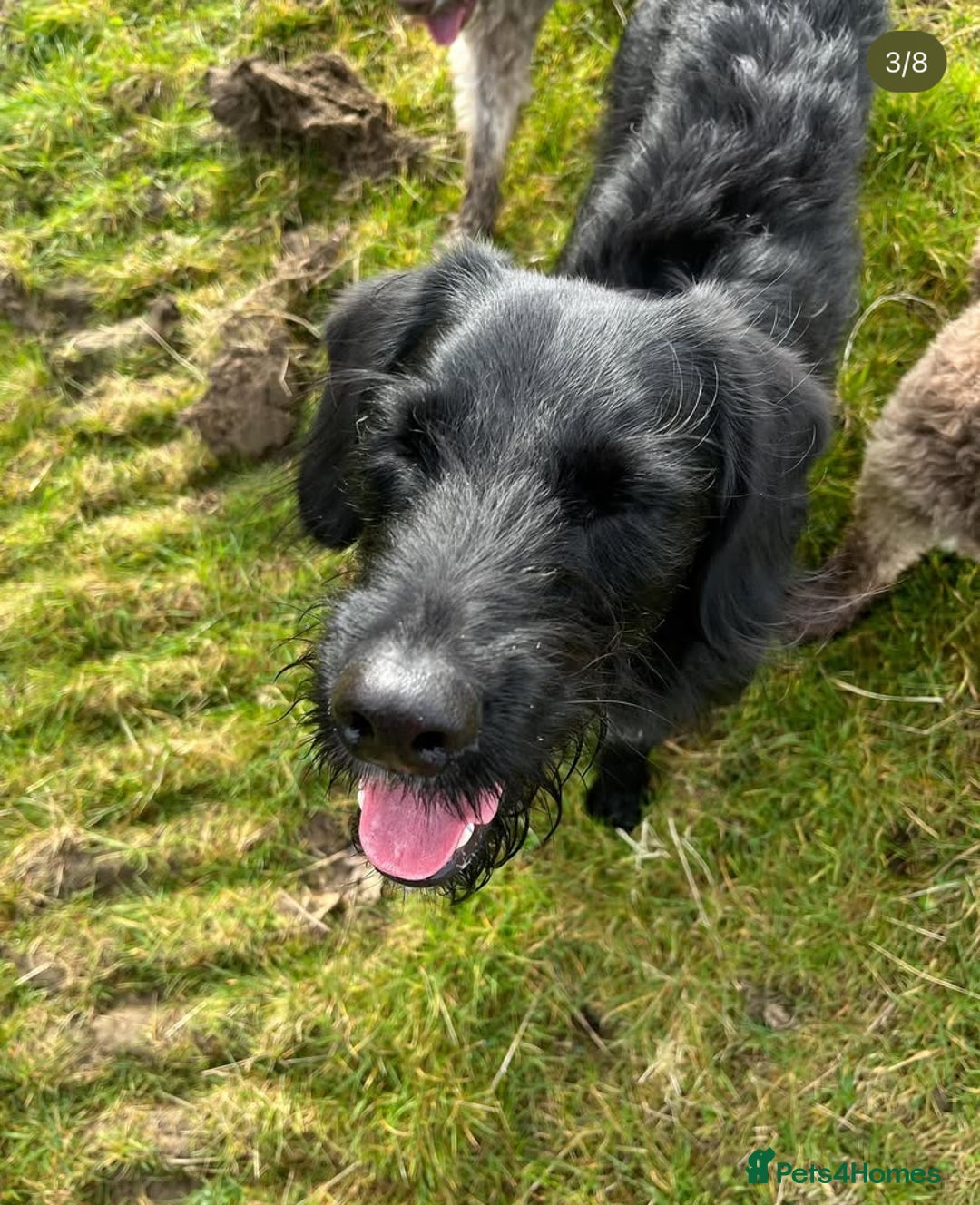 Labradoodle dogs for stud: F1b Miniature Labradoodle (Fully Health Tested) - Advert 13