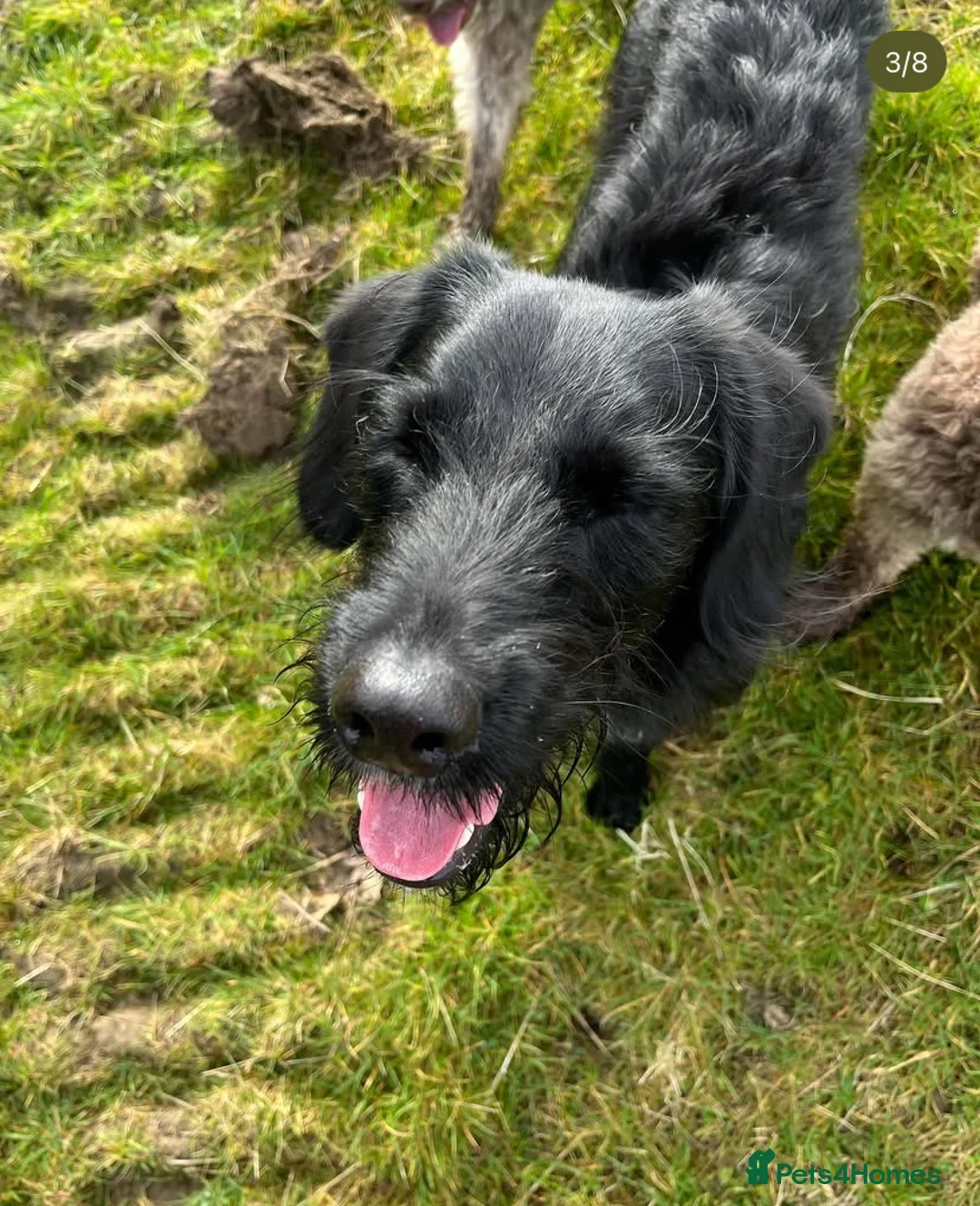 Labradoodle dogs for stud: F1b Miniature Labradoodle (Fully Health Tested) - Advert 13