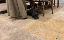 Borador dogs for sale: Perfect Collie x Lab Puppies! Perfect Family Pets - Image 8