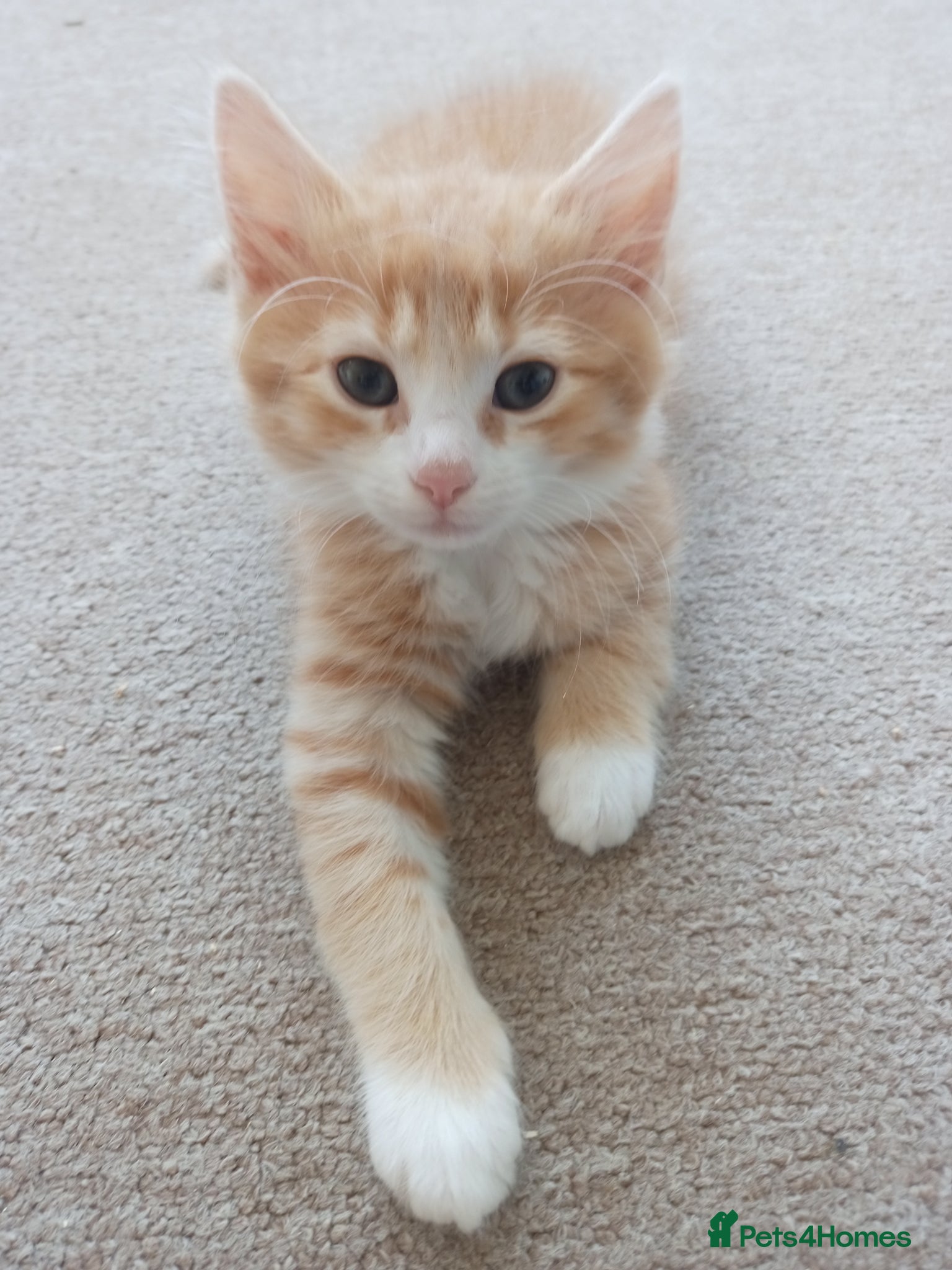 Mixed Breed cats for sale: 🐱 Beautiful Kittens Available 🏡 - Advert 12