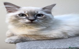 Ragdoll cats for sale: GCCF full pedigree ragdoll kittens  - Image 1