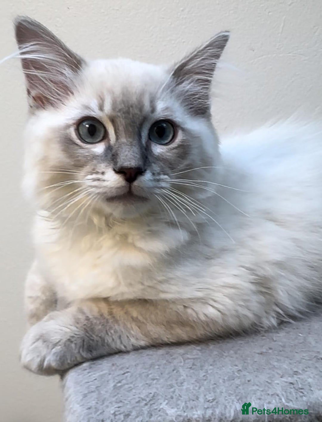 Ragdoll cats for sale: GCCF full pedigree ragdoll kittens  - Image 1