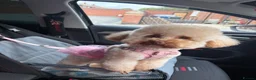Toy Poodle dogs for sale: Moana the toy poodle in Barnsley - Advert 3