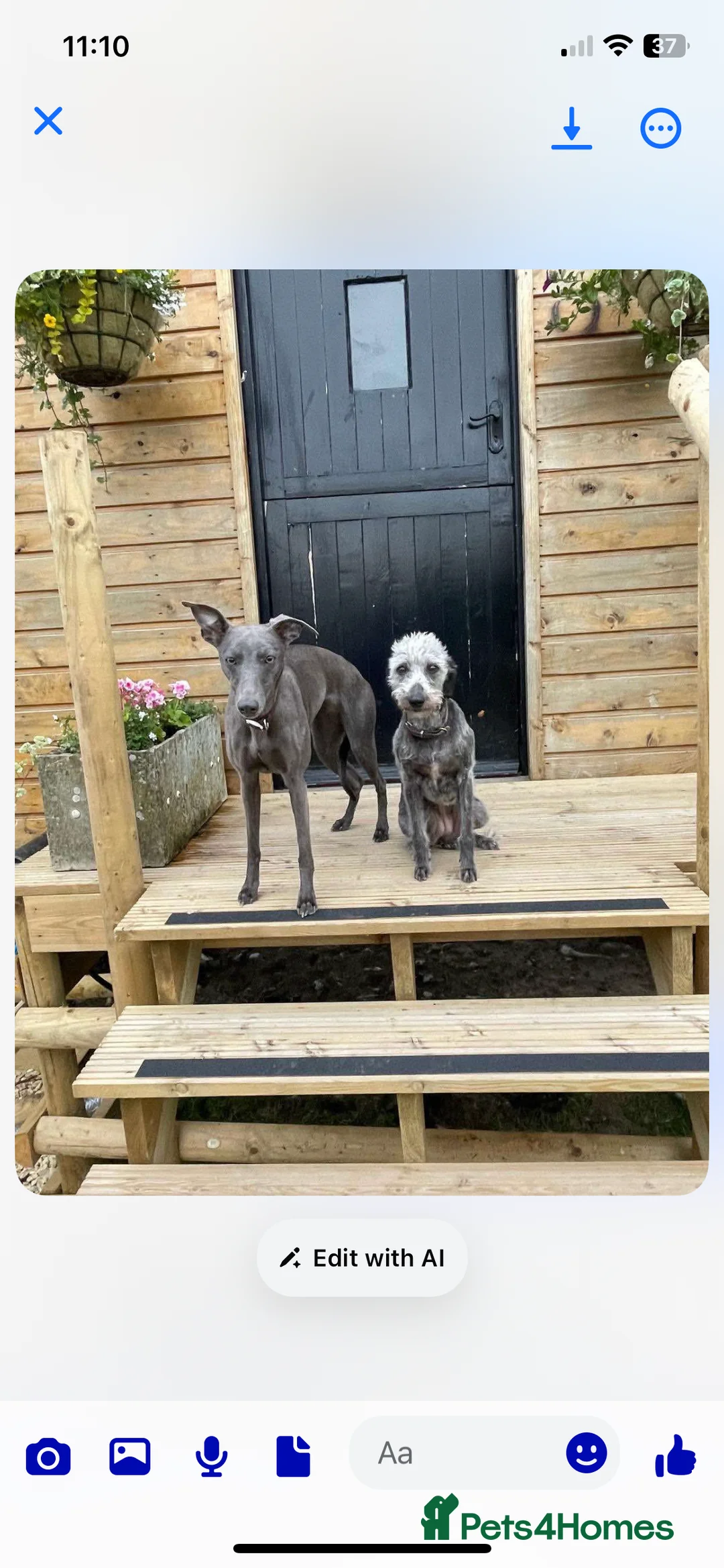 Mixed Breed dogs for sale: Bedlington Whippet puppies - Advert 5
