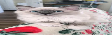 Ragdoll Kitten 2