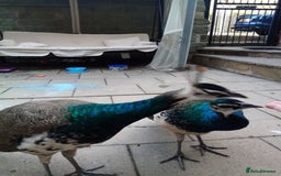 Mixed Breed birds for sale: x2 Male Peacocks and x3 golden pheasants x2 chicks - Image 2