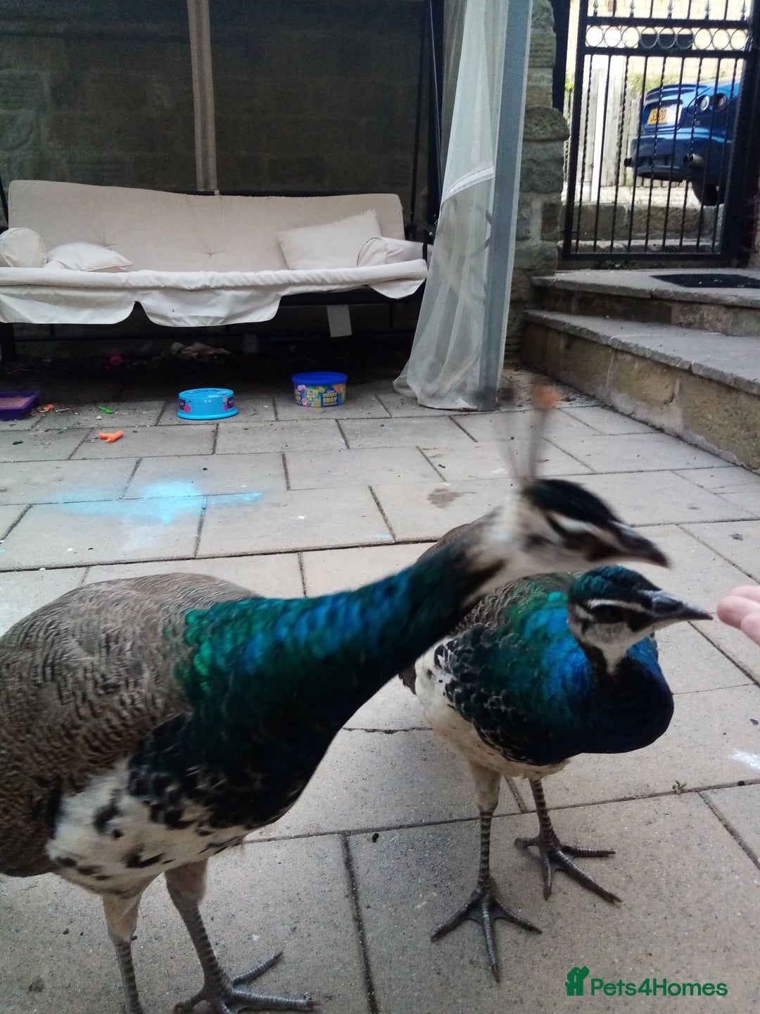 Mixed Breed birds for sale: x2 Male Peacocks and x3 golden pheasants x2 chicks - Image 2