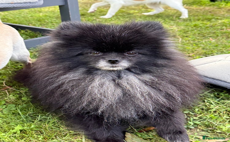Pomeranian dogs - Advert 7