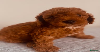 Maltipoo dogs 🐾 🌟 Maltipoo Puppies⭐️ READY NOW   - Advert 15