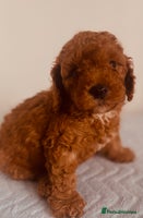 Maltipoo dogs 🐾 🌟 Maltipoo Puppies⭐️ READY NOW - Advert 15
