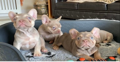 French Bulldog dogs - Advert 12