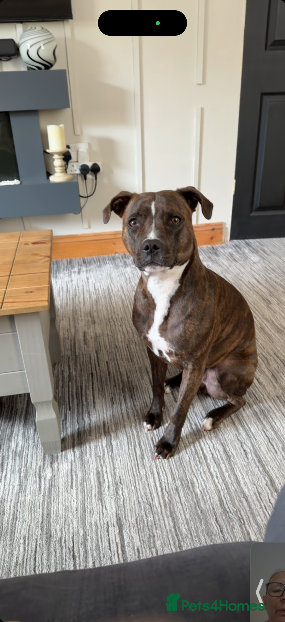 Staffordshire Bull Terrier dogs 2 year old female staff  - Advert 16