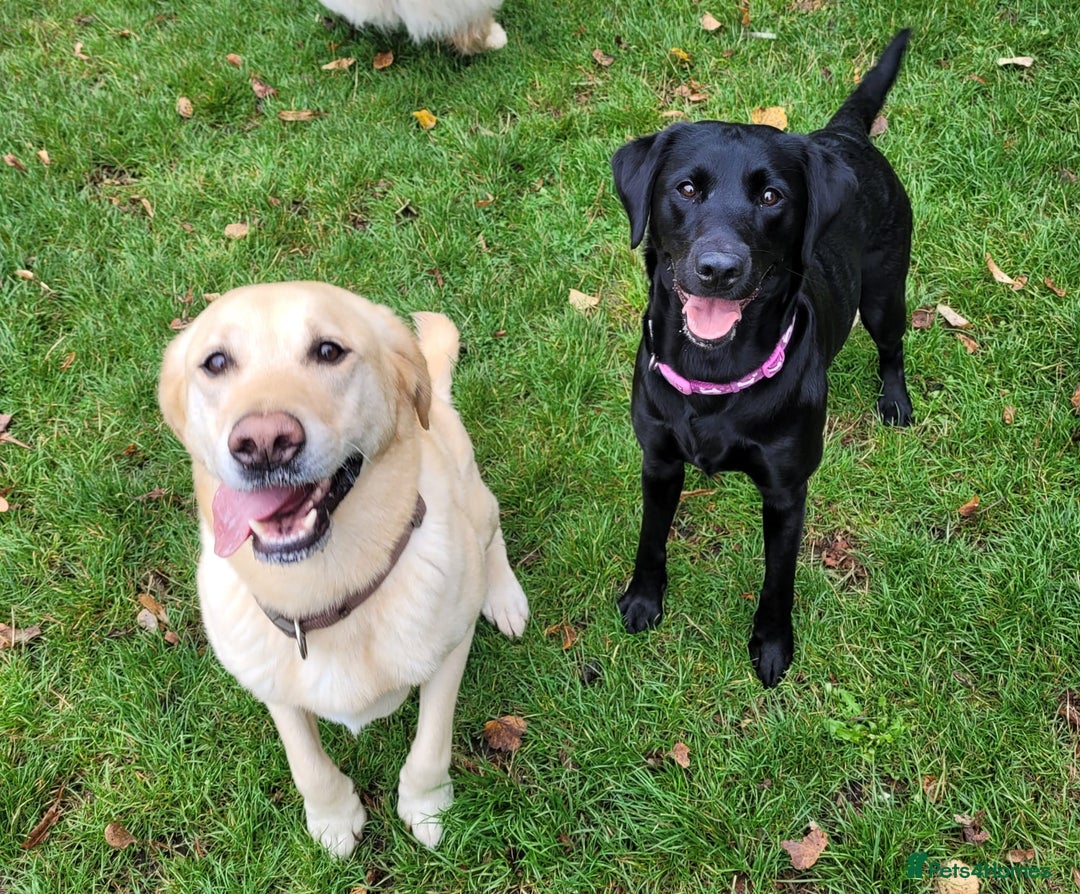 Mixed Breed dogs for sale: Labrador Mix Breed - Image 7