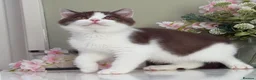 British Shorthair cats for sale: Gorgeous British Kittens - Advert 18