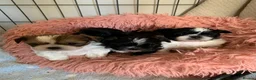 Shih Tzu dogs for sale: Shih Tzu puppies available - Advert 9