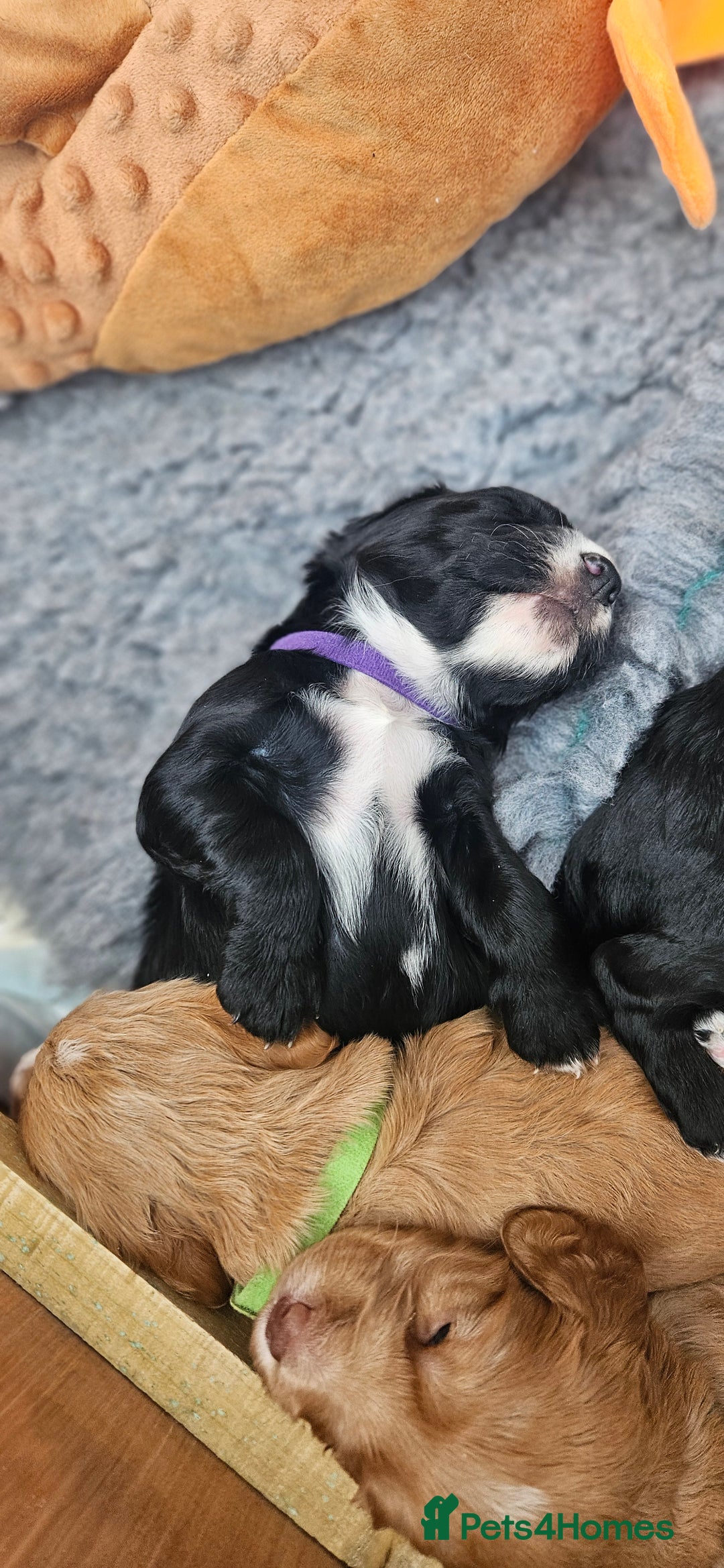Cockapoo dogs for sale: Beautiful Cockapoo boys - Image 4