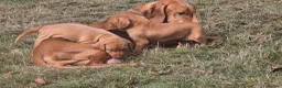 Hungarian Vizsla dogs for sale: Dual Purpose Hungarian Vizsla Bitch Puppies - Advert 10