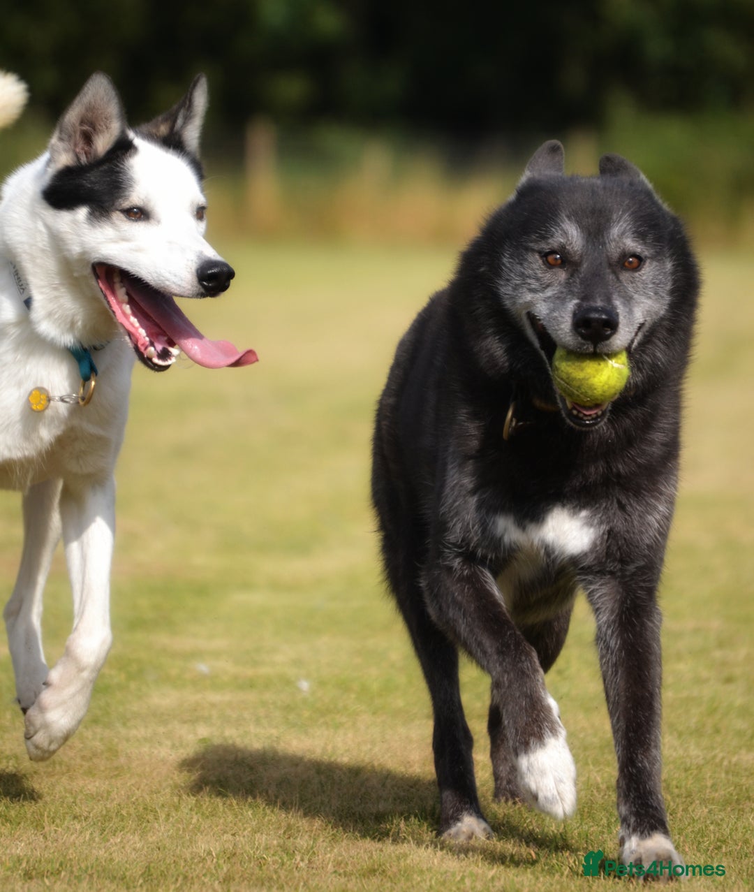 Siberian Husky dogs for stud: 3 Health tested KC Reg Polish Imports At Stud in Scunthorpe - Image 3