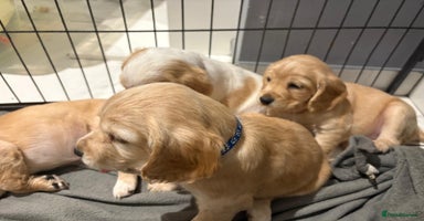 Cocker Spaniel dogs - Advert 2