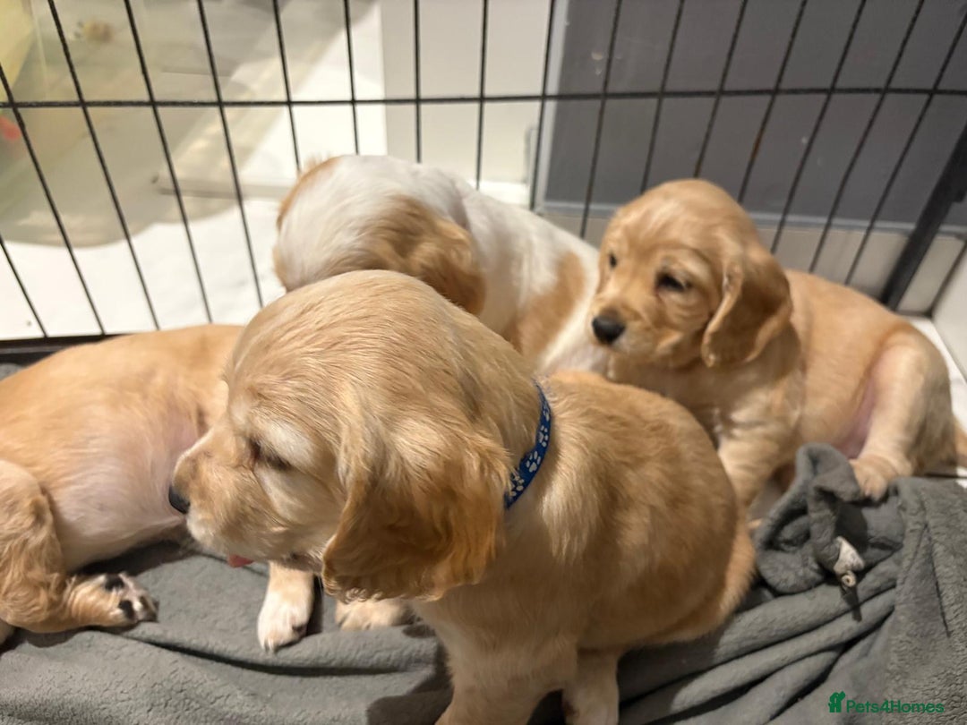 Cocker Spaniel dogs for sale: 5 gorgeous cocker spaniel puppies - Image 2