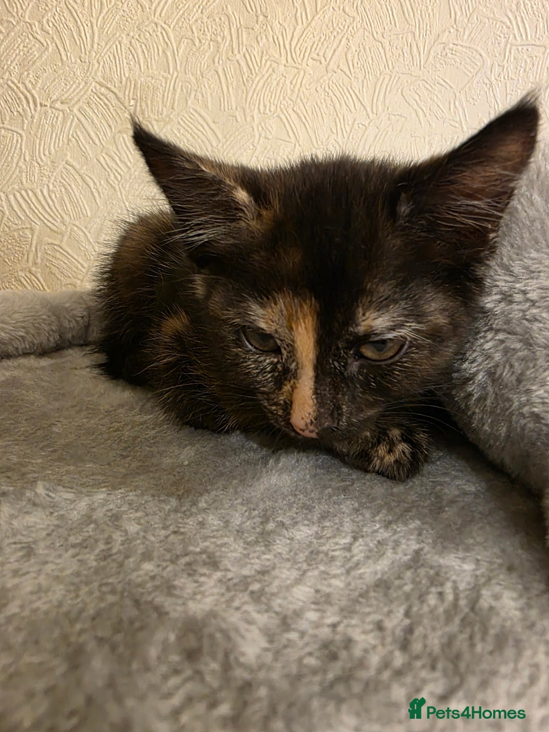 Domestic Shorthair cats for sale: 6 kittens ready for sale, 2 months old - Image 4