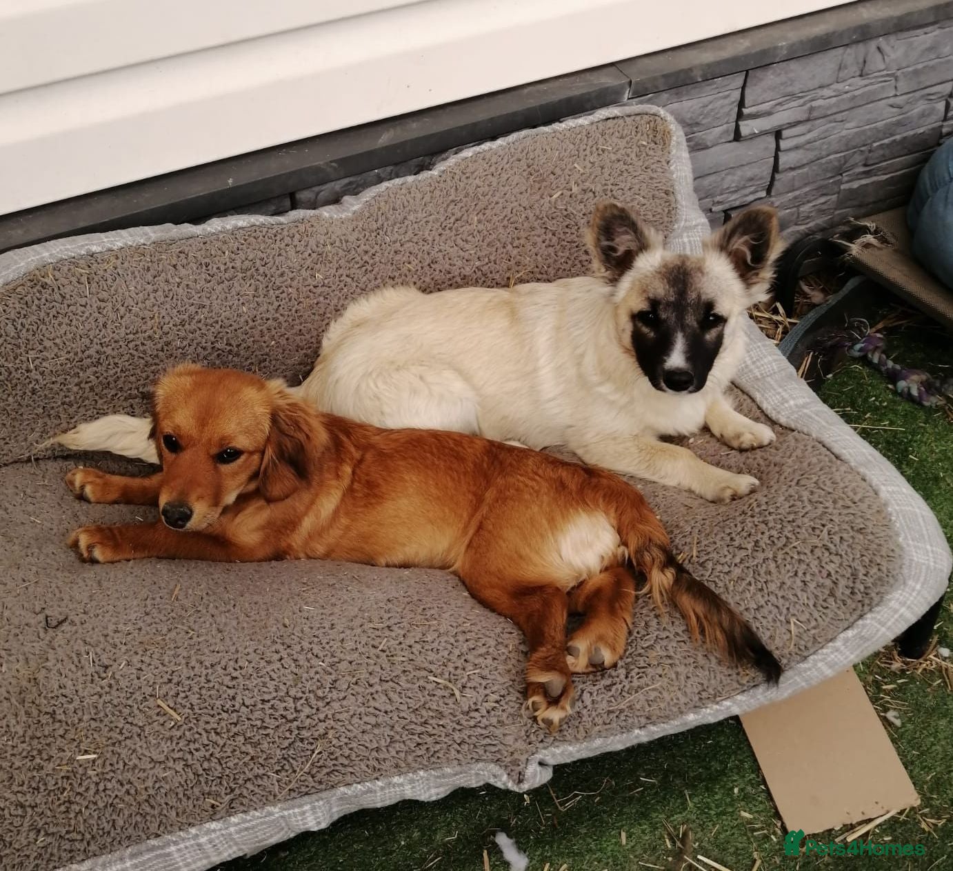 Mixed Breed dogs ❤️CANDY & ESMERALDA❤️ Double Love, Double Joy - Advert 1