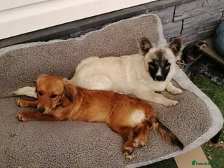 Mixed Breed dogs ❤️CANDY & ESMERALDA❤️ Double Love, Double Joy - Advert 1