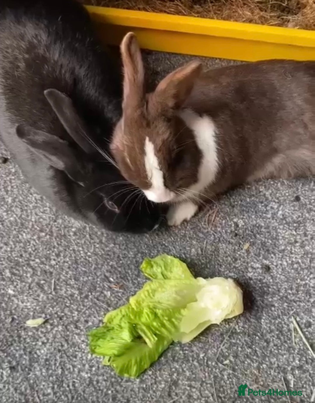 Mixed Breed rabbits for sale: House rabbit  - Advert 1