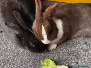 Mixed Breed rabbits House rabbit - Advert 10