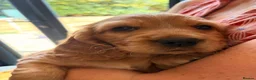 Cocker Spaniel dogs for sale: Show Cocker Spaniels - Golden/Red and Sable - Advert 8