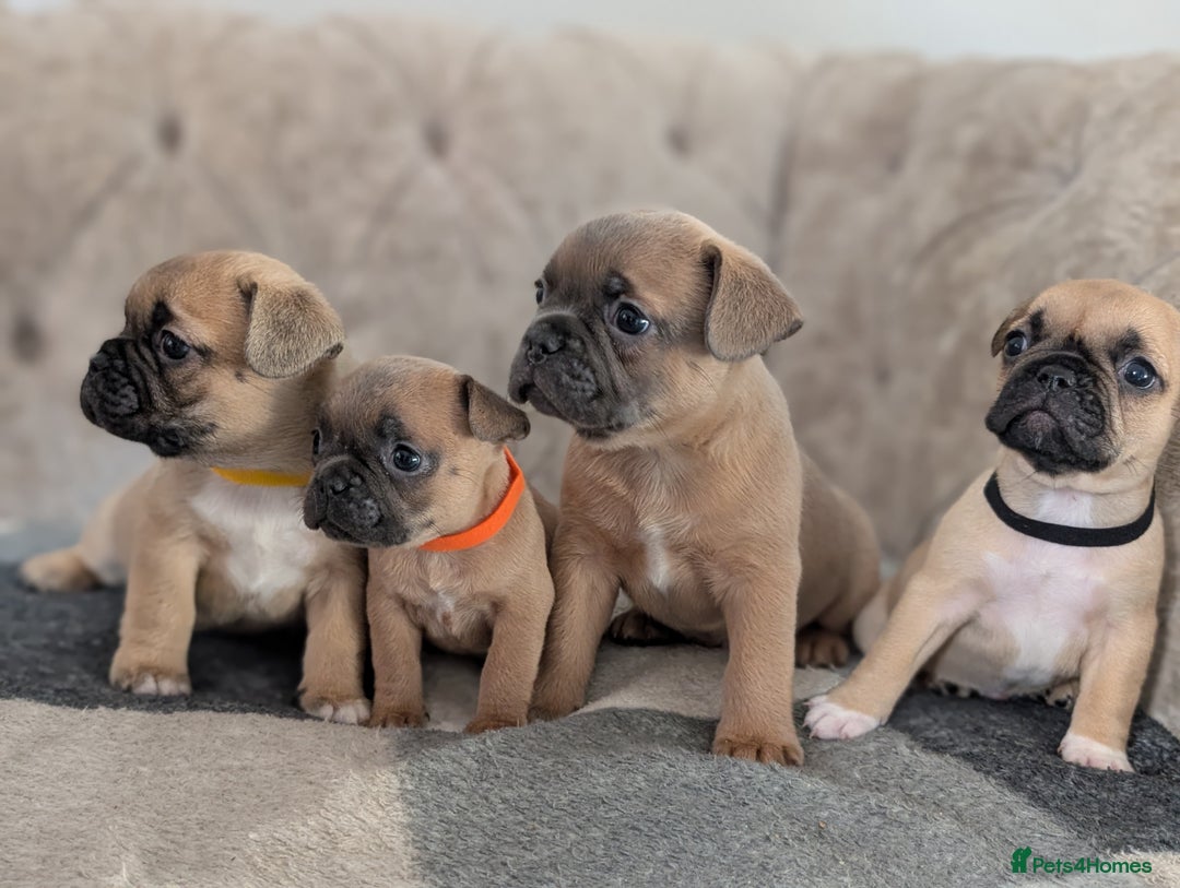 French Bulldog dogs for sale: French bulldog puppy's  - Image 7